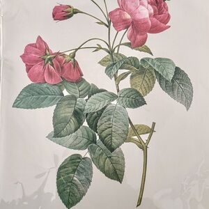 Lot of 3 PJ Redoute Botanical Bookplates 11x14